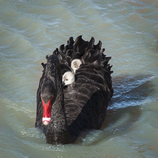 pauline tims | Hitching A Ride