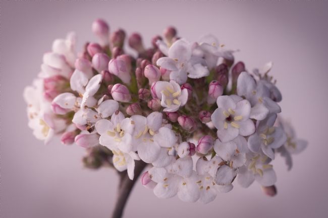 pauline tims | Crepe Myrtle Buds