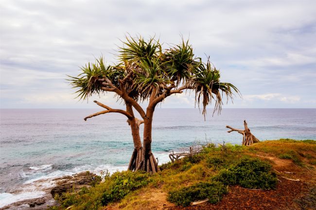 Pauline  Tims | Pandanus Tree, Sunshine Coast, Australia