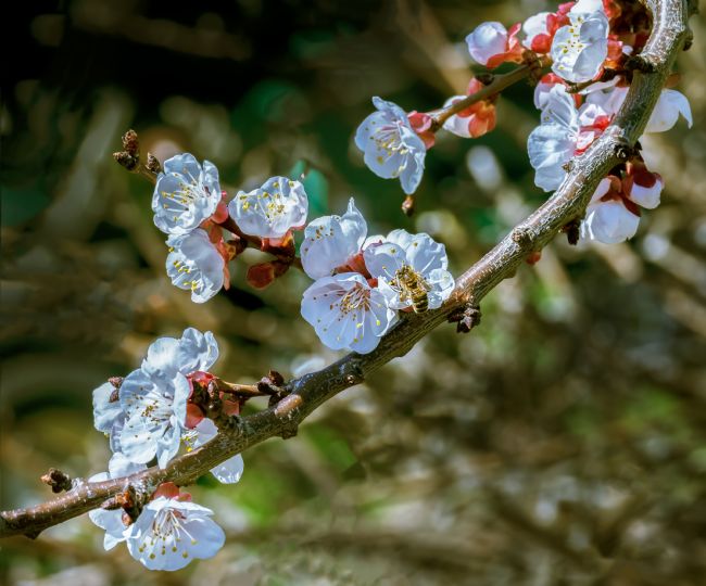 Pauline  Tims | Apricot Blossom 2