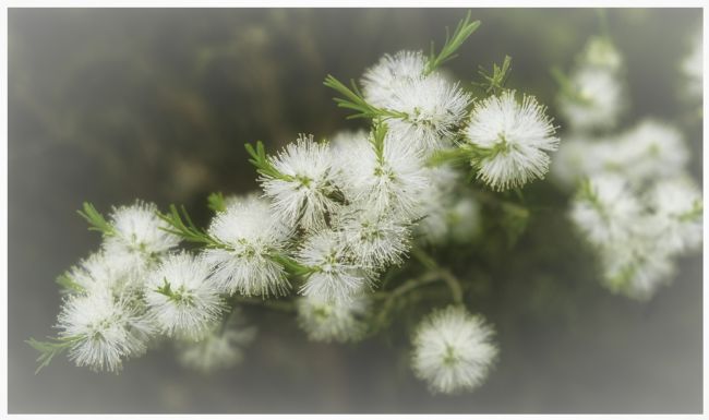 Pauline  Tims | white Beauty