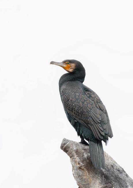 Pauline  Tims | Cormorant