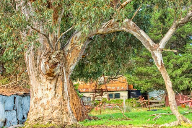 Pauline  Tims | The Old Gum Tree