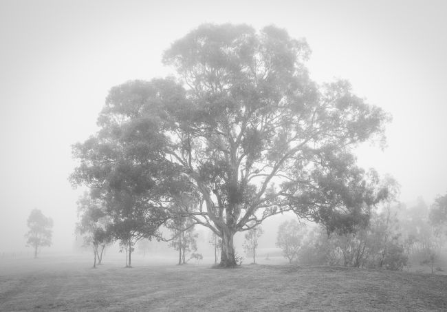 pauline tims | Gum Tree in the mist