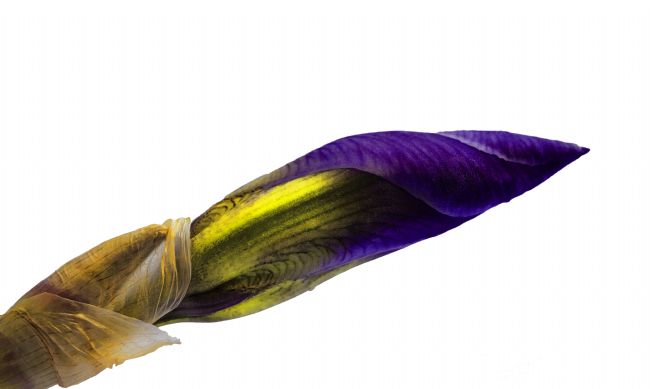 Pauline  Tims | Nature's Paint Brush