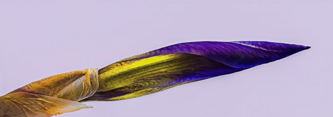 Pauline  Tims | Natures Paintbrush