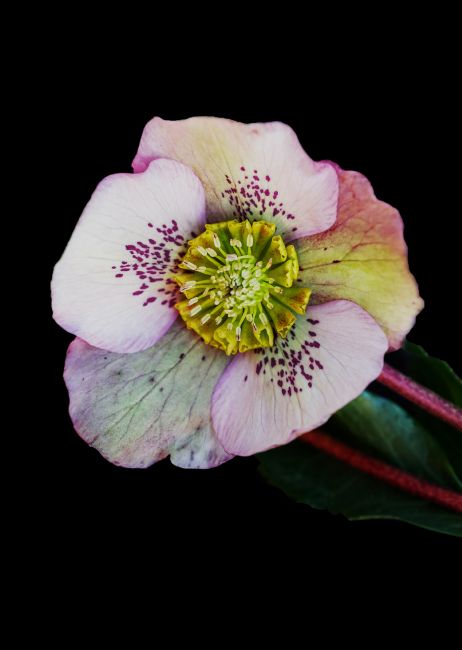 Pauline  Tims | Hellebore