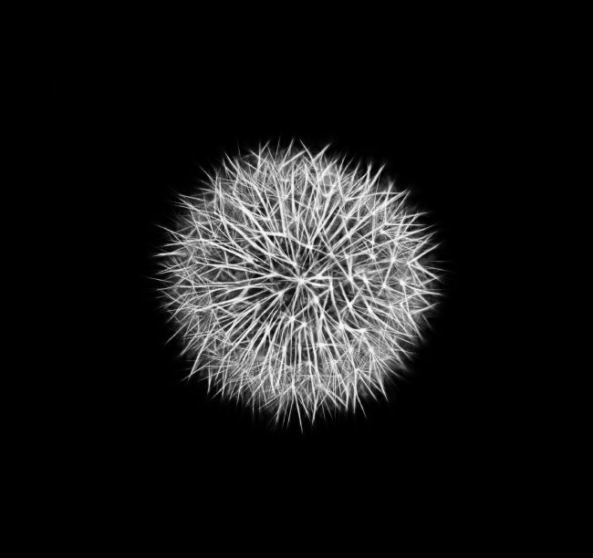 Pauline  Tims | Dandelion