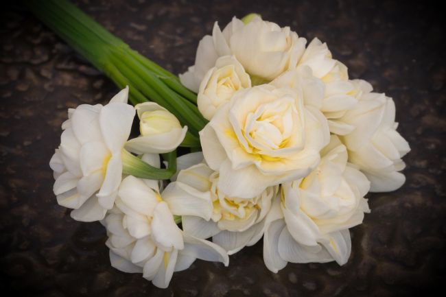 pauline tims | Jonquil Posy