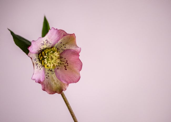Pauline  Tims | Hellebore