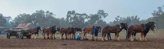 pauline tims | The Team