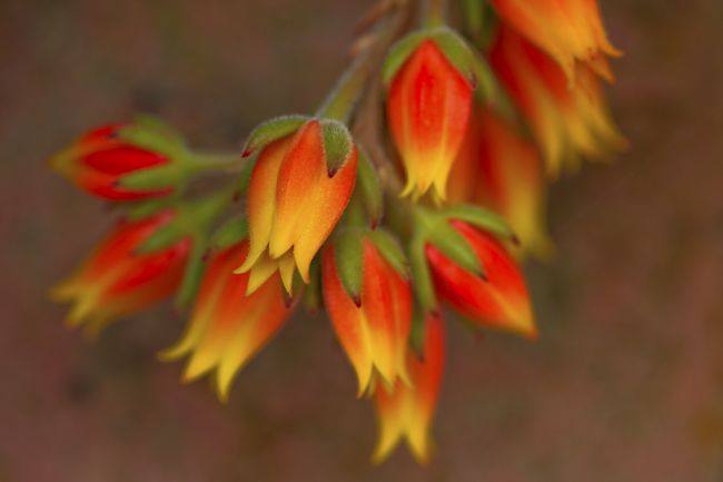 pauline tims | Bouquet of Red and Yellow Lilies