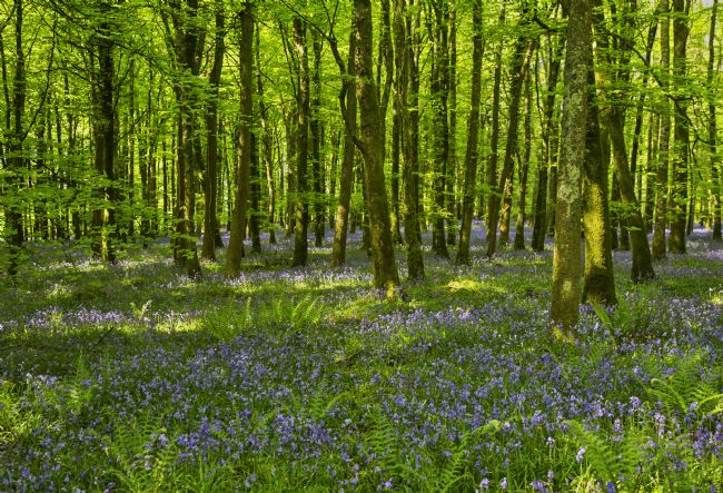 pauline tims | Bluebell Woods at Dereen Woods, Ireland