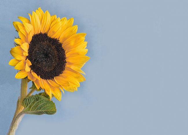 Pauline  Tims | Sunflower