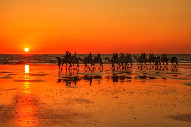 Pauline  Tims | Camels on Cable Beach, Broome, Western Australia