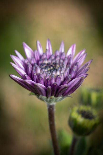 Pauline  Tims | Gerbera