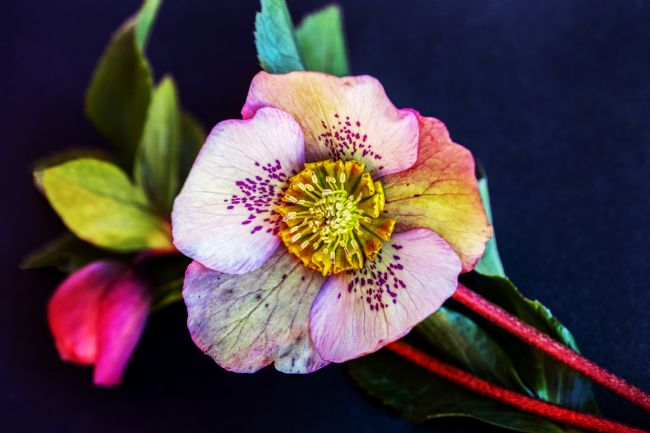 Pauline  Tims | Hellebore 2