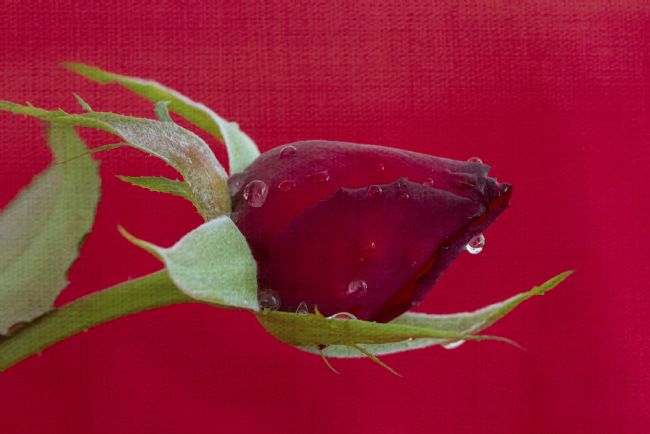 pauline tims | Red on Red