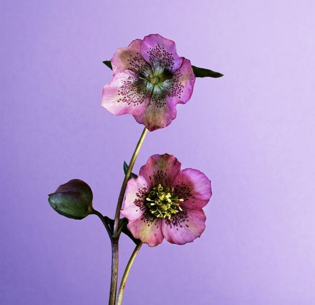 Pauline  Tims | Hellebore on pink background