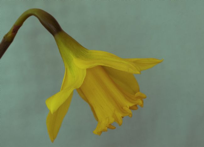 pauline tims | Daffodil