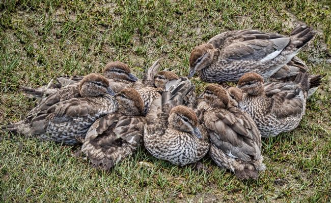 Pauline  Tims | Pacific Black Duck Familly