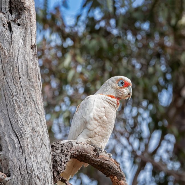 Pauline  Tims | Corella