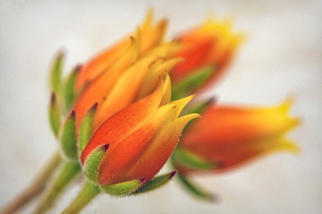 pauline tims | Posy of lilies