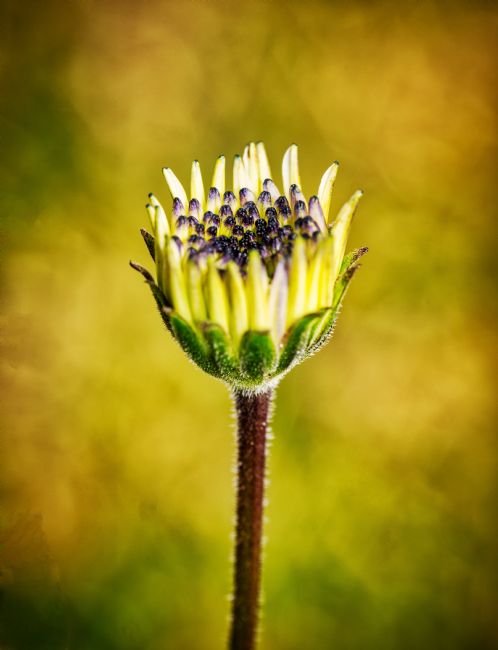 Pauline  Tims | Reach for the Sun