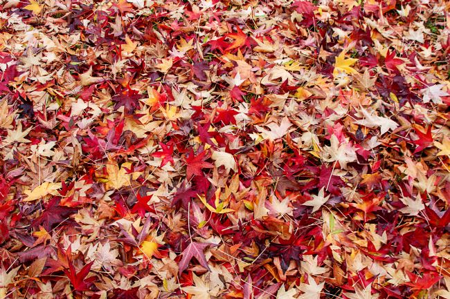 Pauline  Tims | Autimn Leaves, Bright,Victoria