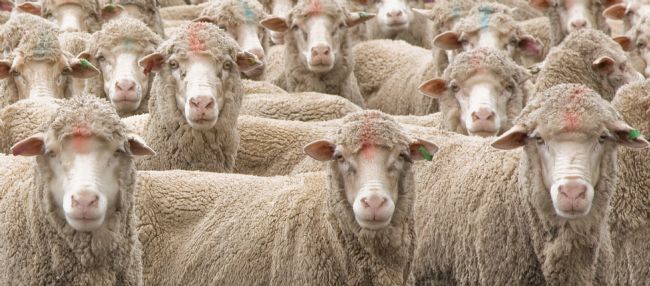 Pauline  Tims | Sheep