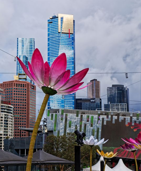 Pauline  Tims | Buddha's birthday in Melbourne