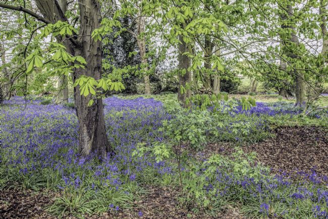 Pauline  Tims | Bluebells at Derreen Woods, County Roscommon, Ireland