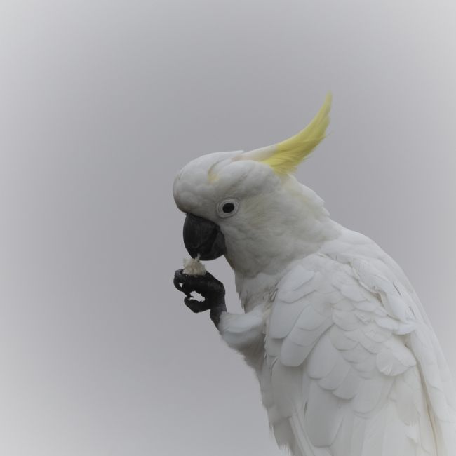 Pauline  Tims | Cockatoo