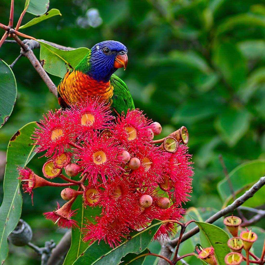 Kaye Menner | Lorikeet and Gum Nut Blossoms