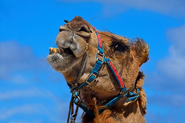 Kaye Menner | Camel Talk