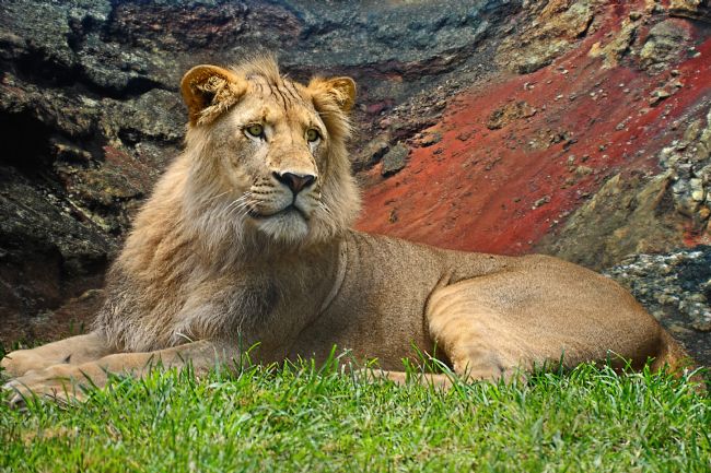Kaye Menner | Young Male Lion Portrait