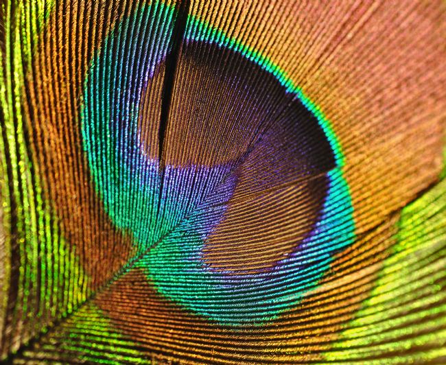 Kaye Menner | Eye of the Peacock