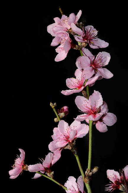 Kaye Menner | Spring Blossoms on Black 2