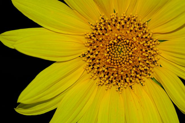 Kaye Menner | Sunflower Macro