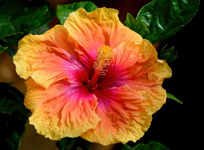 Kaye Menner | Exotic Hibiscus Flower