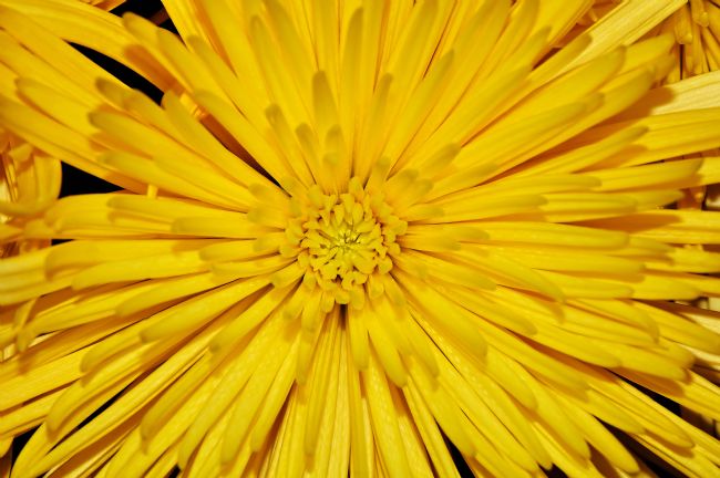 Kaye Menner | Splash of Yellow