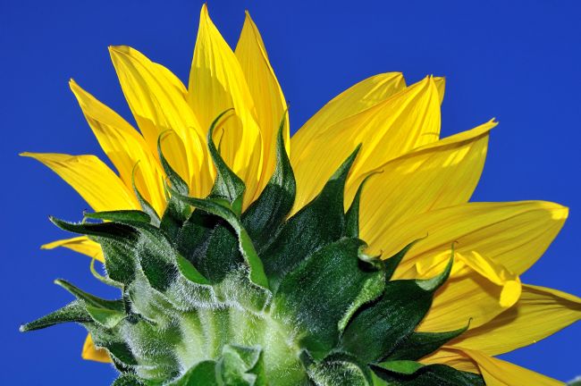 Kaye Menner | Vibrant Sunflower in the Sky