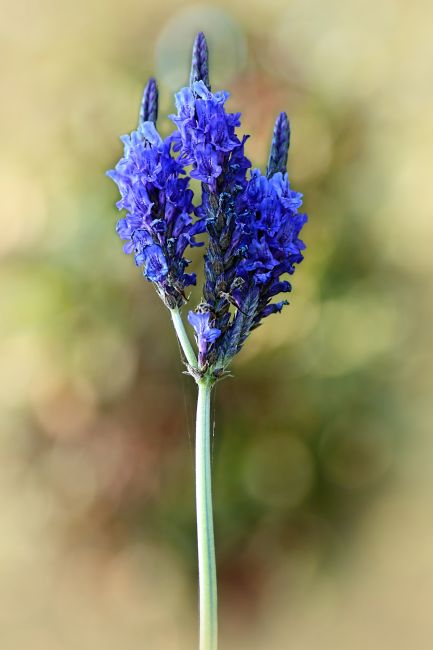 Kaye Menner | Lavandula Pinnata Sidonie