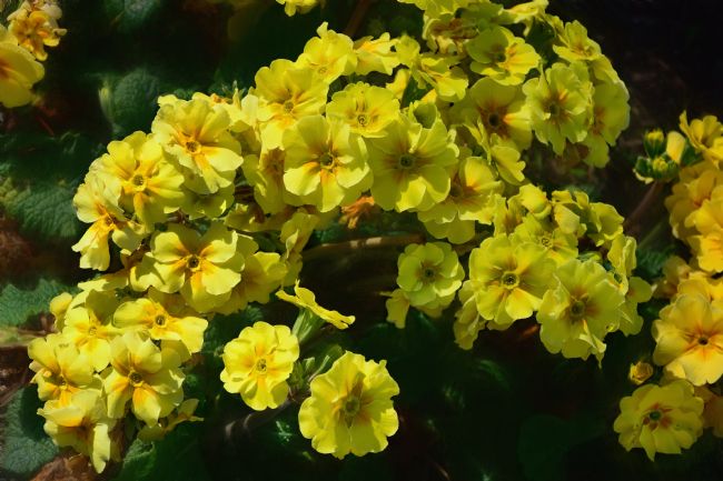Kaye Menner | Yellow Spring Flowers