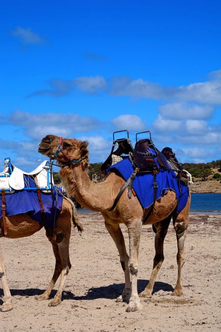 Kaye Menner | Camel Rides at the Beach