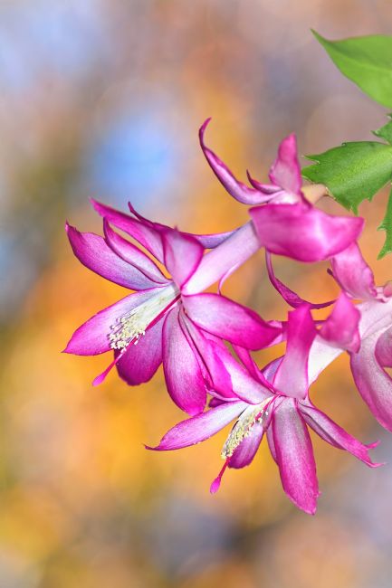 Kaye Menner | Easter Cactus Autumn Bokeh