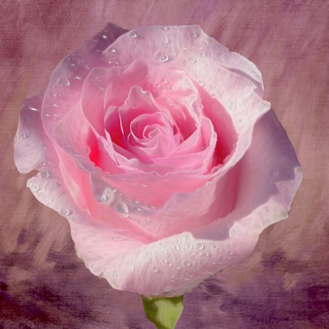 Kaye Menner | Pink Rose on Textured Background