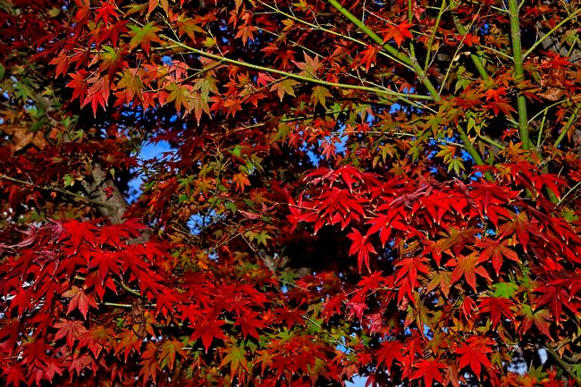 Kaye Menner | Maple Leaves Red and Green