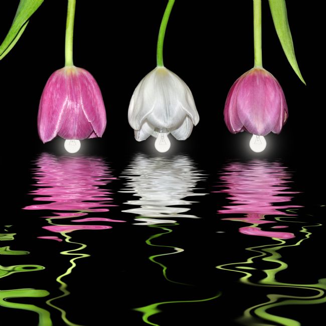 Kaye Menner | Tulip Lanterns Reflecting