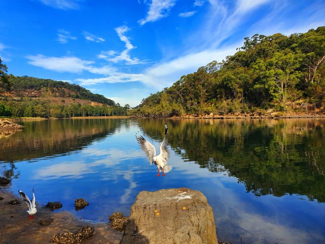 Kaye Menner | Seagull Landing